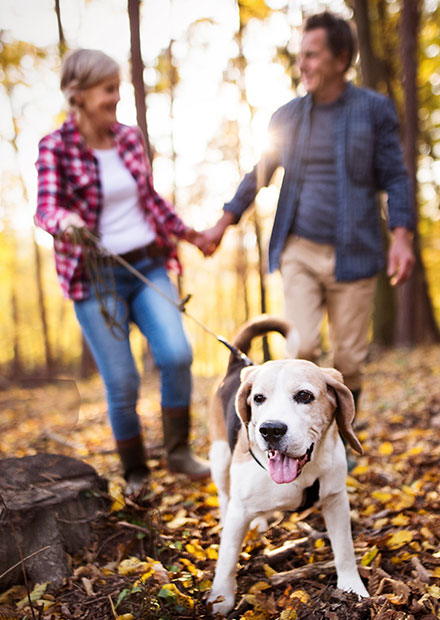 Couple walking outdoors with dog